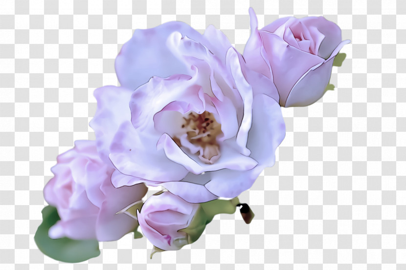 Lavender Transparent PNG