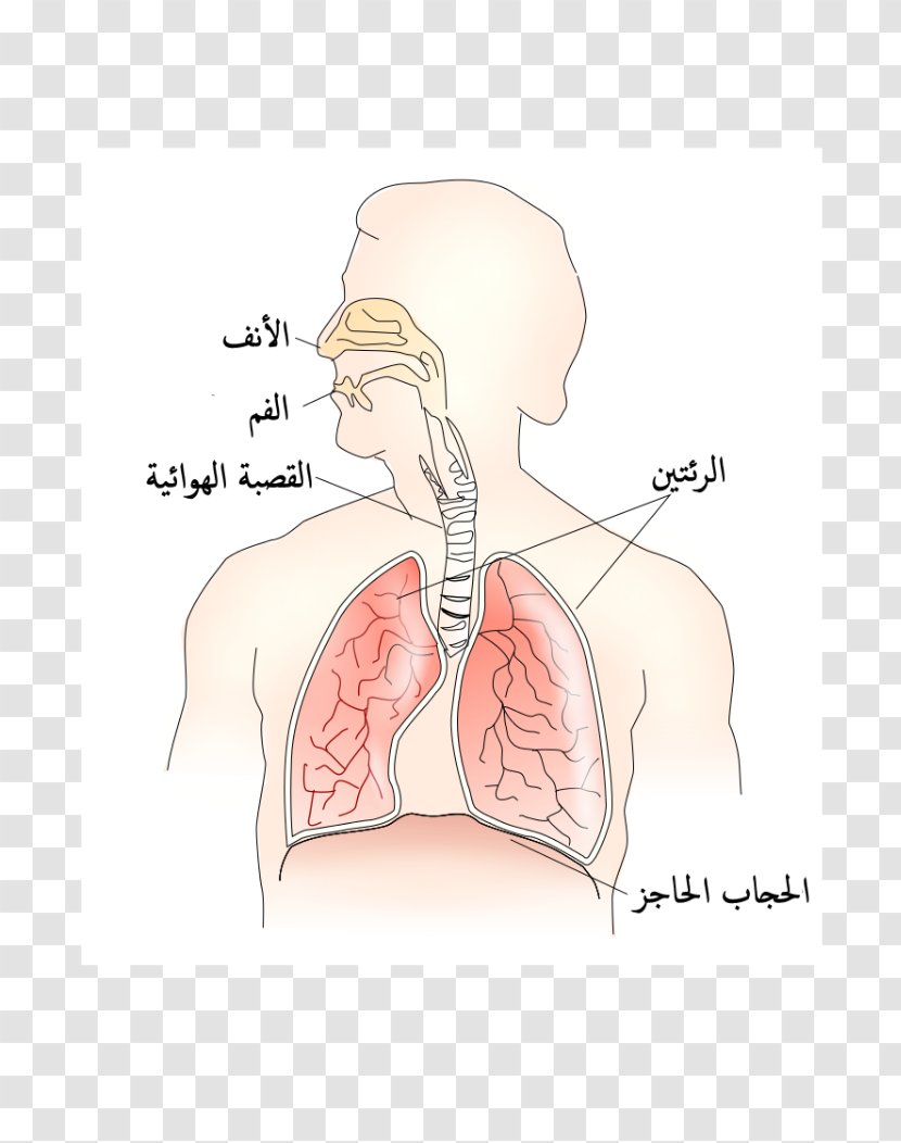 Nose Muscle Thoracic Diaphragm Respiratory System Aorta - Cartoon Transparent PNG