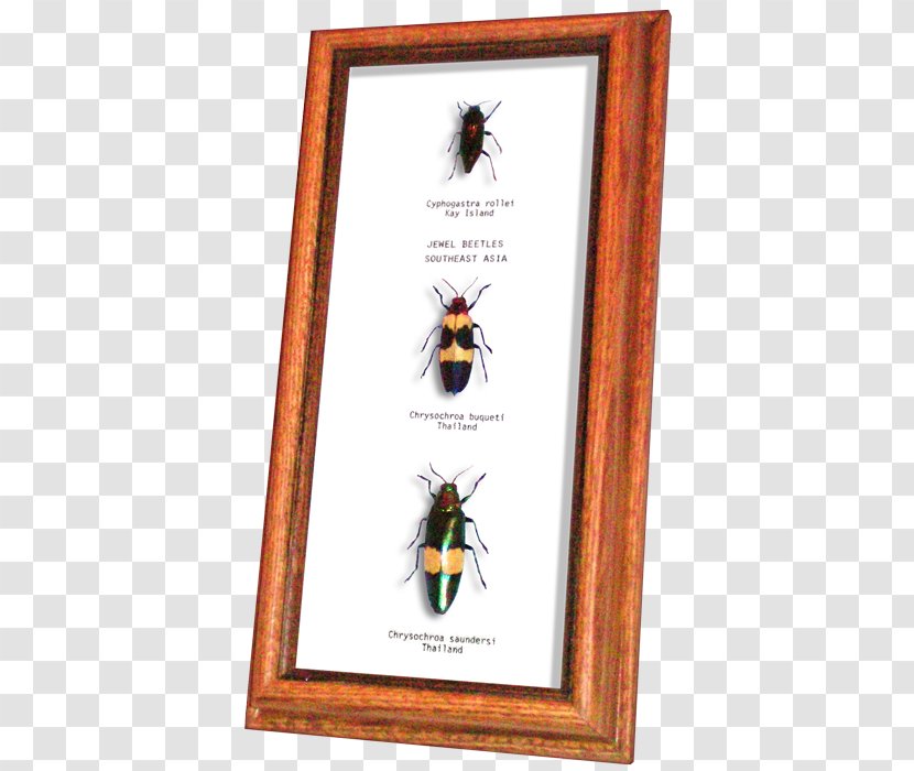 Beetles And Bugs Jewel Wildwood Canada - Invertebrate - Beetle Transparent PNG