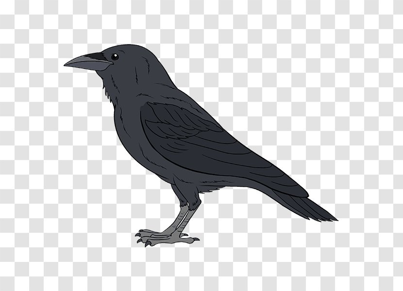 Common Raven Drawing Bird Tutorial - Diagram Transparent PNG