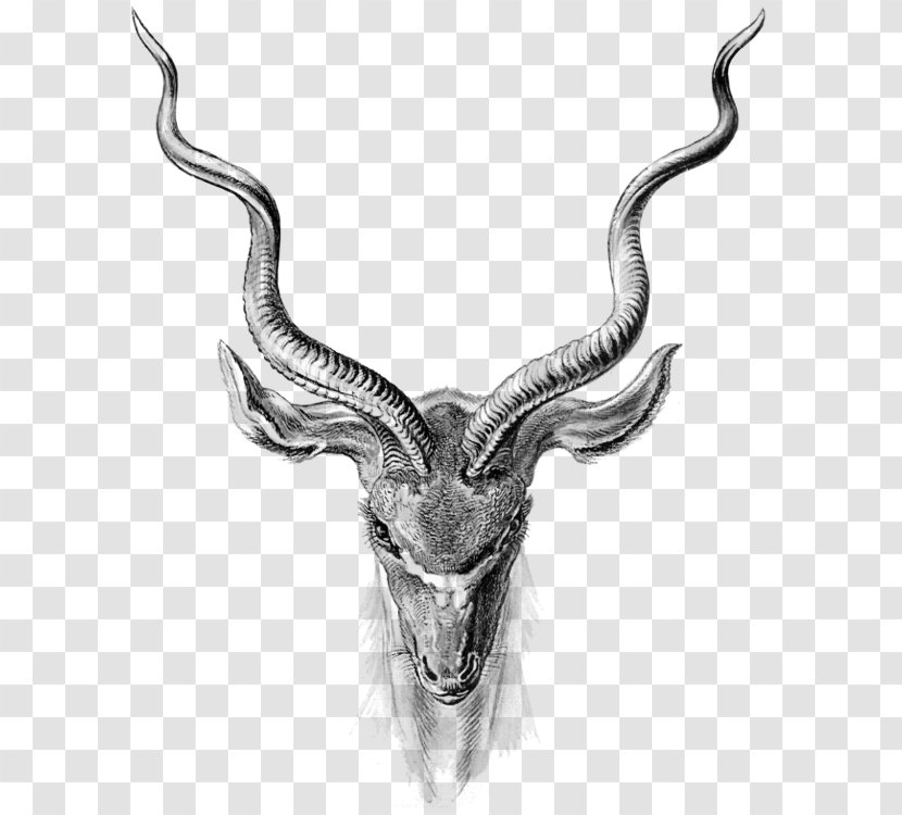 Antelope Pronghorn Clip Art - Black And White - Deer Transparent PNG