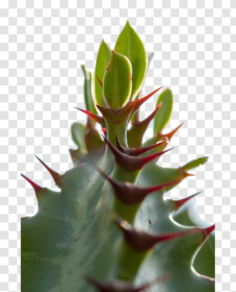 Download - Cactus - Closeup Transparent PNG