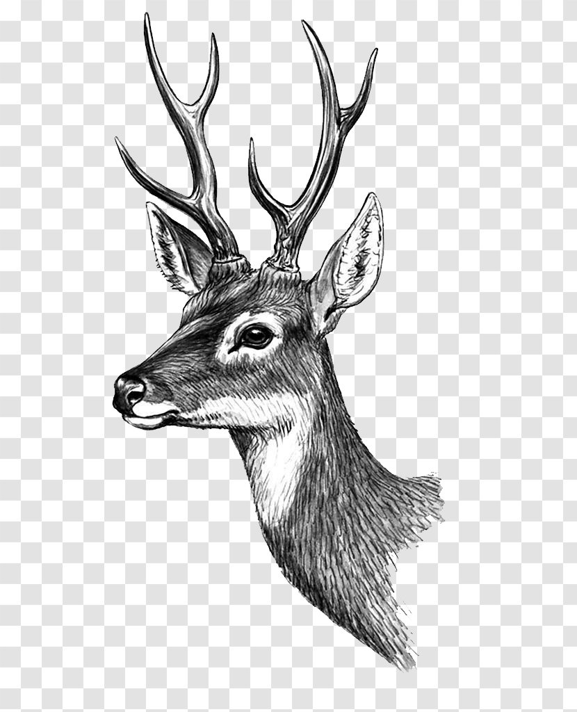 Phan Thiet Deer Paper Tattoo Sticker - Stock Photography - HD Classical Painted Transparent PNG