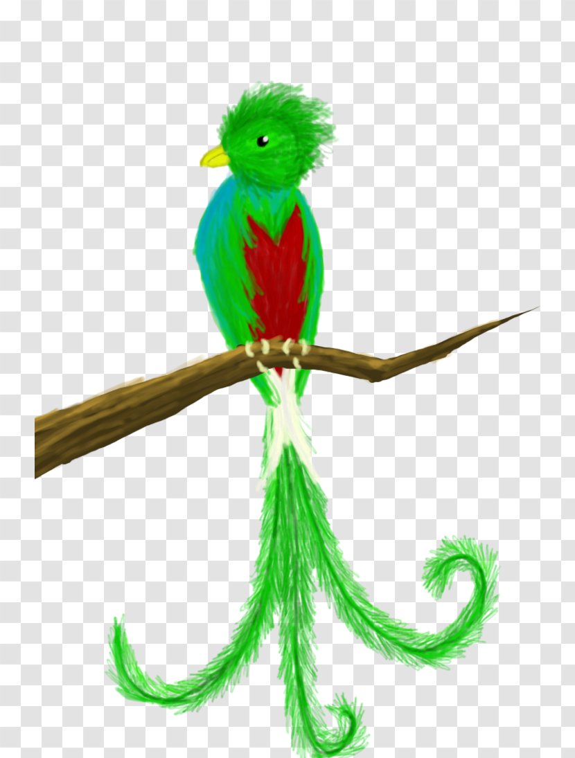 Guatemala Bird Quetzal Drawing Clip Art - Organism - Cute Cliparts Transparent PNG