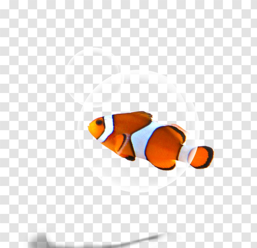 Fish Download Wallpaper - Resource Transparent PNG