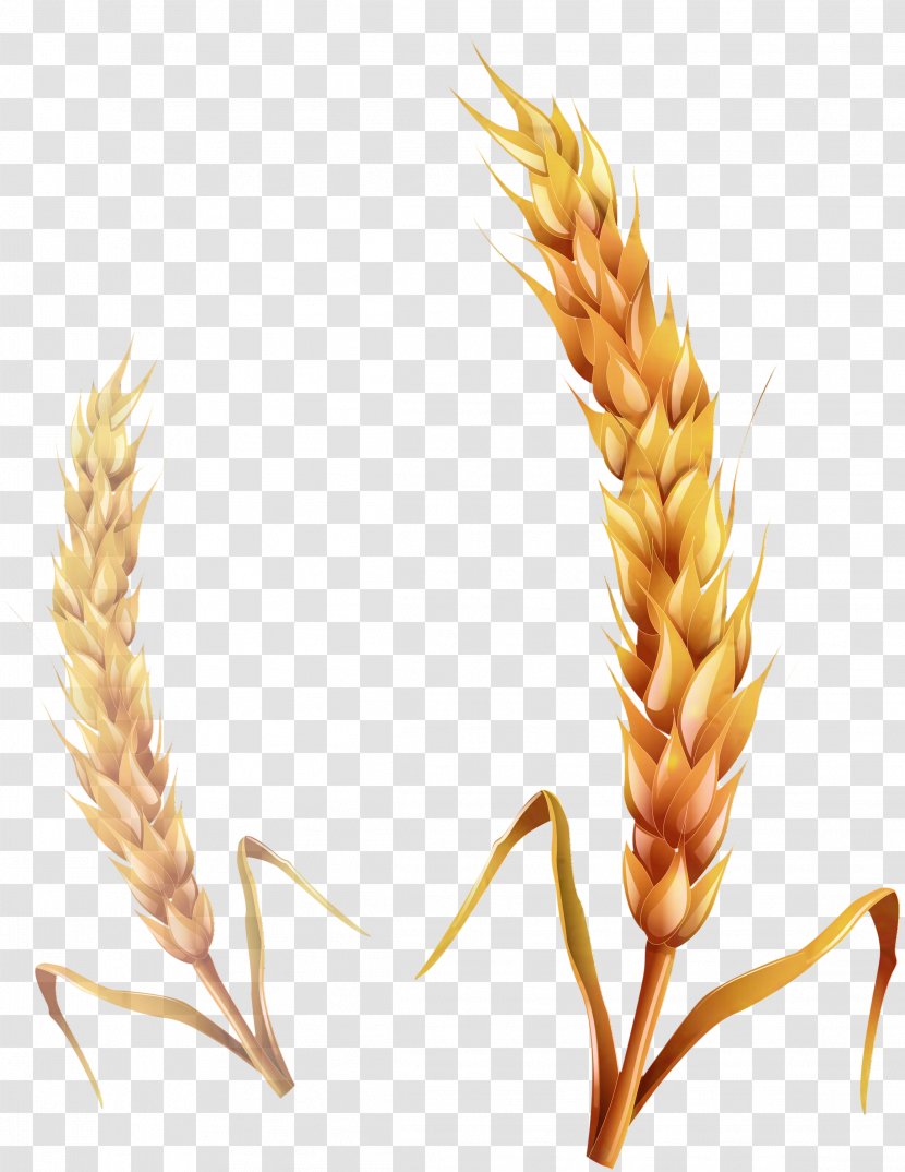 Cereal Clip Art Ear Common Wheat Caryopsis - Khorasan - Millet Transparent PNG