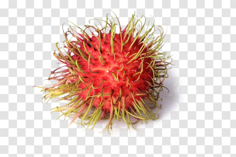 Rambutan Nephelium Chryseum Fruit Lychee Eating - Free To Pull The Material Image Transparent PNG