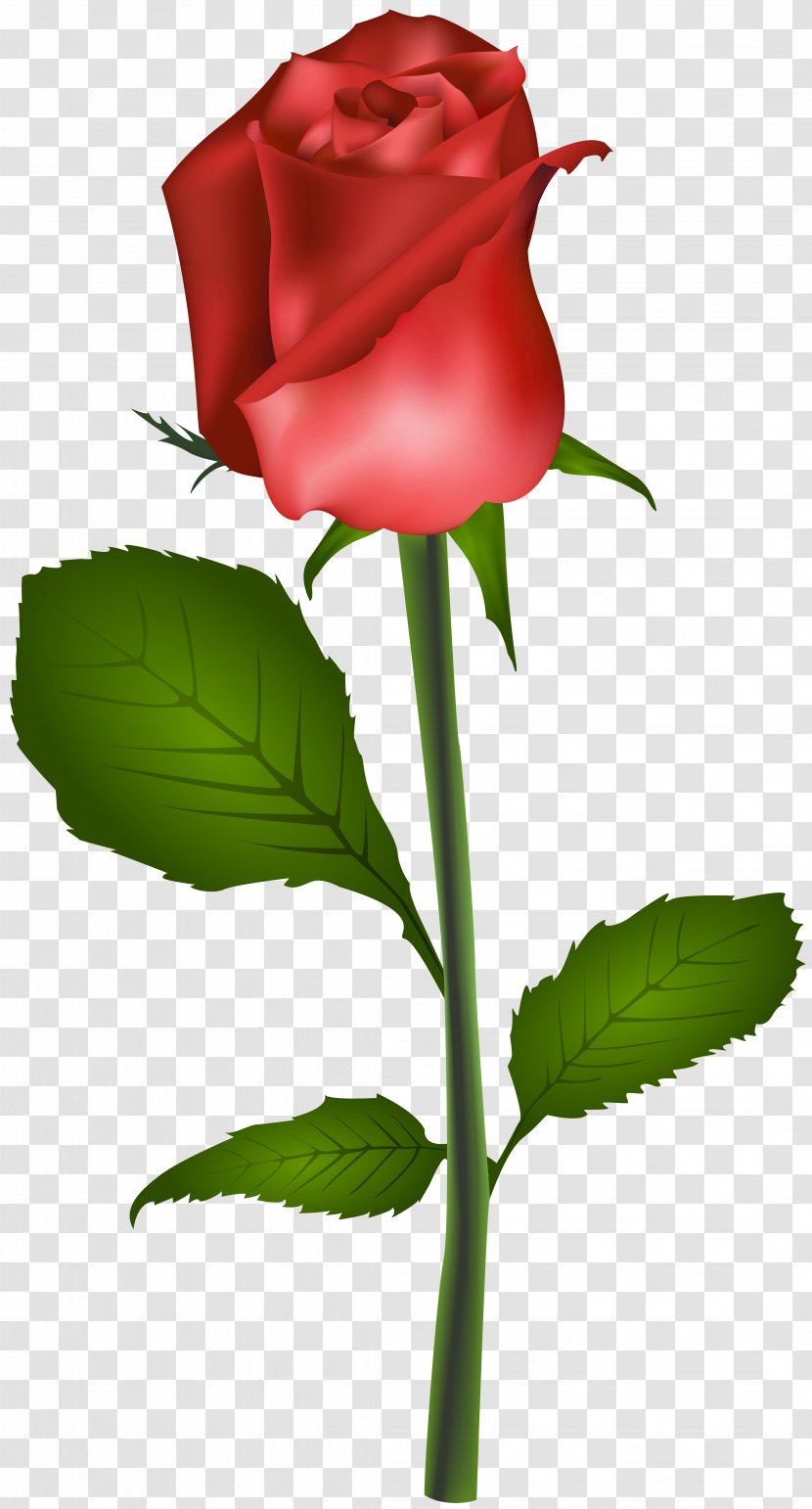 Rose Clip Art - Image File Formats Transparent PNG