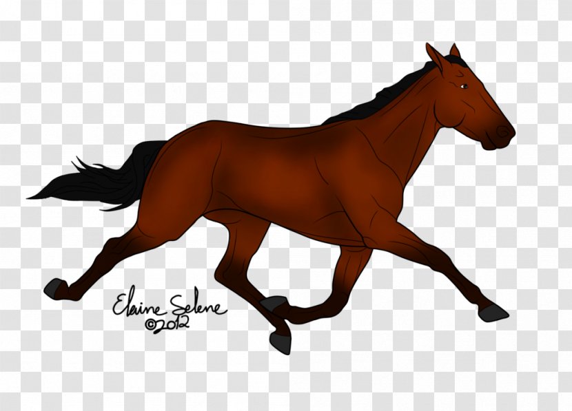 Mustang Stallion Foal Colt Mare - Horse Tack - A Collar For Transparent PNG