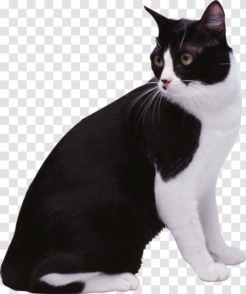 Black Cat European Shorthair Aegean Manx American Wirehair - Like Mammal Transparent PNG