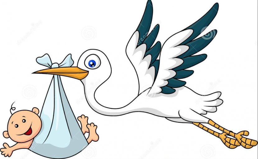 Child Ciconia Drawing - Wildlife - Stork Transparent PNG