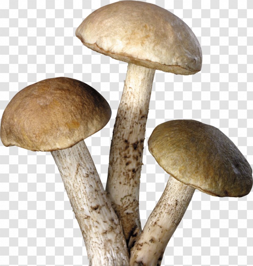 Amanita Muscaria Common Mushroom Fungus - Food Transparent PNG
