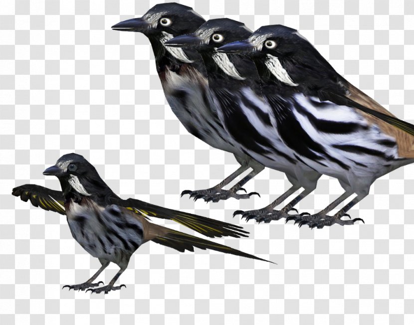 Songbird Finch Beak Feather - Crow Like Bird - Juvenile Transparent PNG