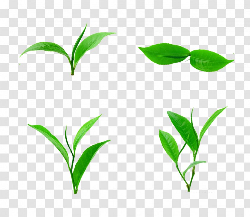 Tea Leaf Download - Plant - Sharp Picture Material Transparent PNG