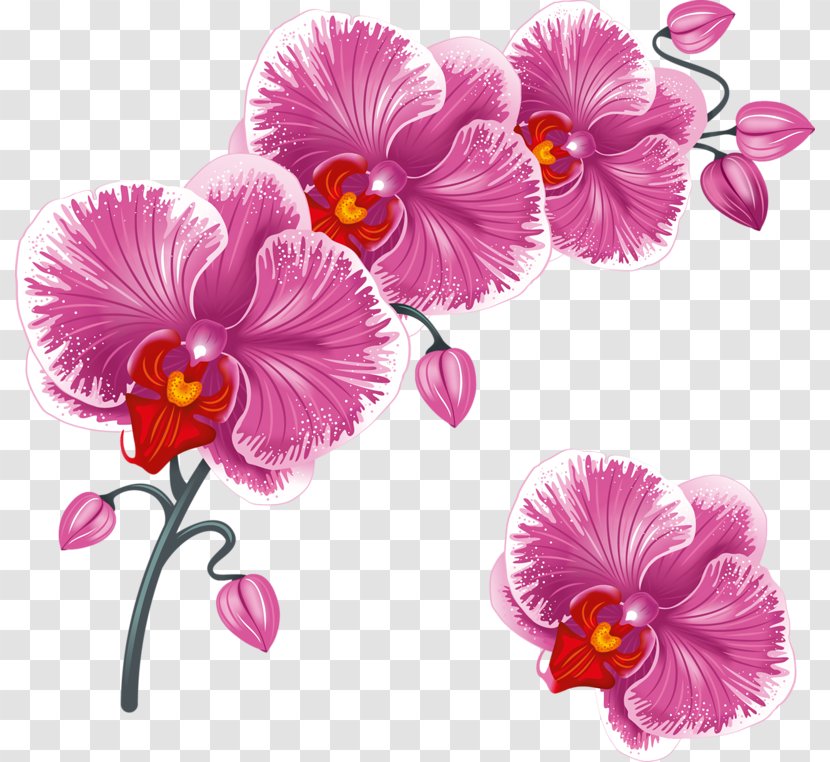 Desktop Wallpaper Flower Clip Art - Mallow Family Transparent PNG