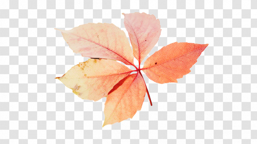 Leaf Petal Science Biology Plant Structure Transparent PNG