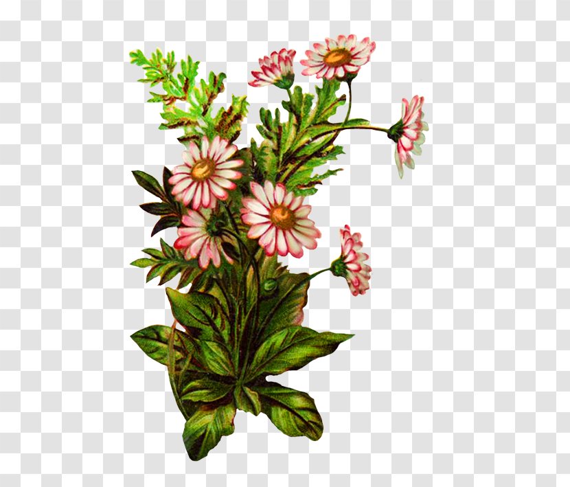 Flower Flowering Plant Wildflower Cut Flowers - Stem Herbaceous Transparent PNG