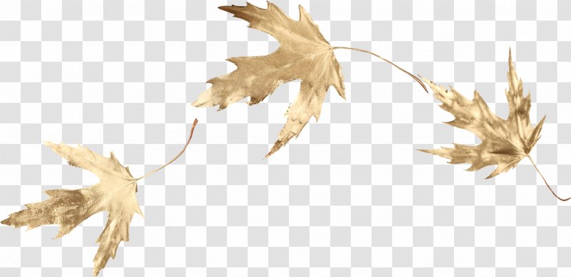 Maple Leaf Clip Art - Plant Stem - Gold Transparent PNG