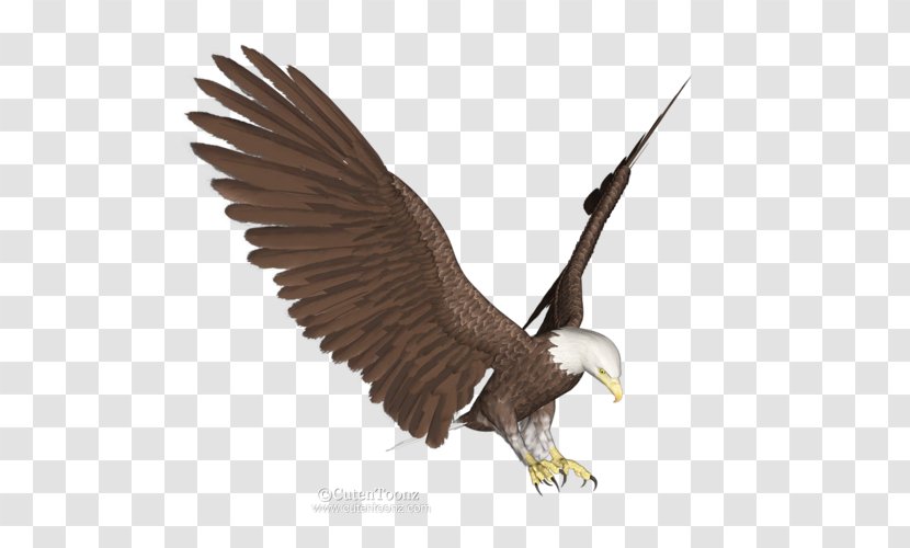 Bald Eagle Paper White-tailed Wallpaper - Poster Transparent PNG
