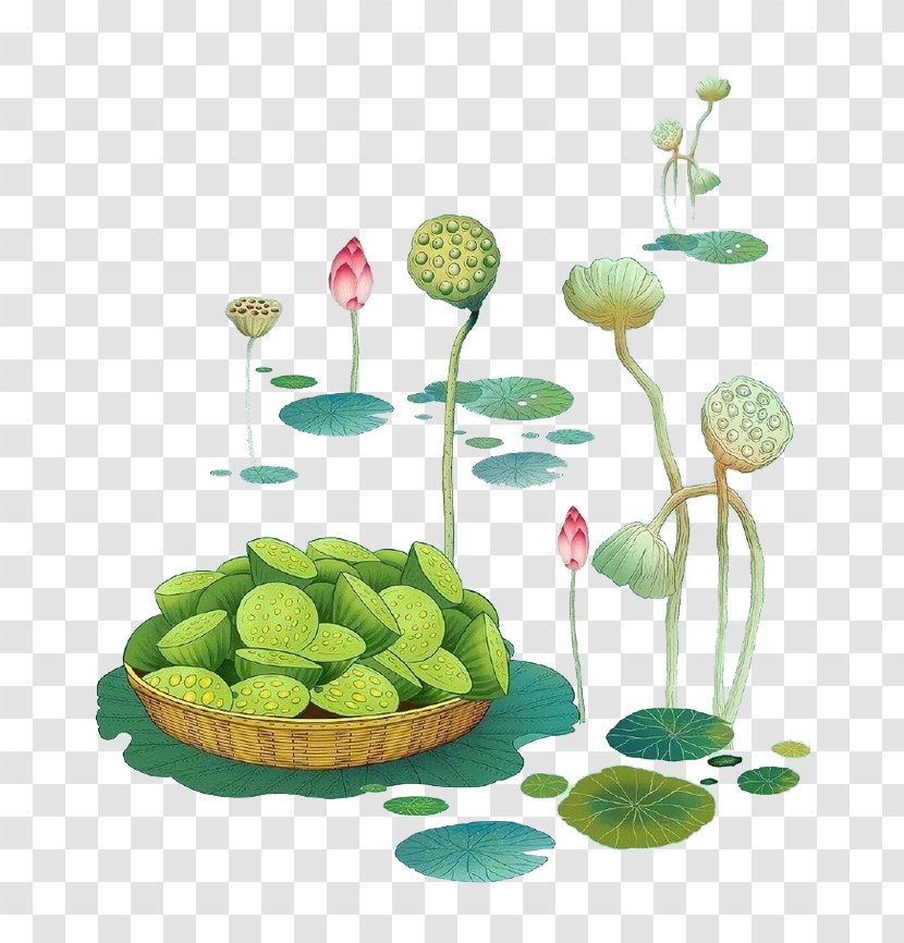 Nelumbo Nucifera Lotus Seed Illustration - Seeds Transparent PNG