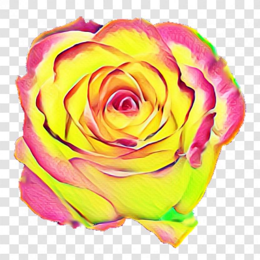 Garden Roses Cabbage Rose Floribunda Floristry Cut Flowers - Family - Hydrangea Background Transparent PNG