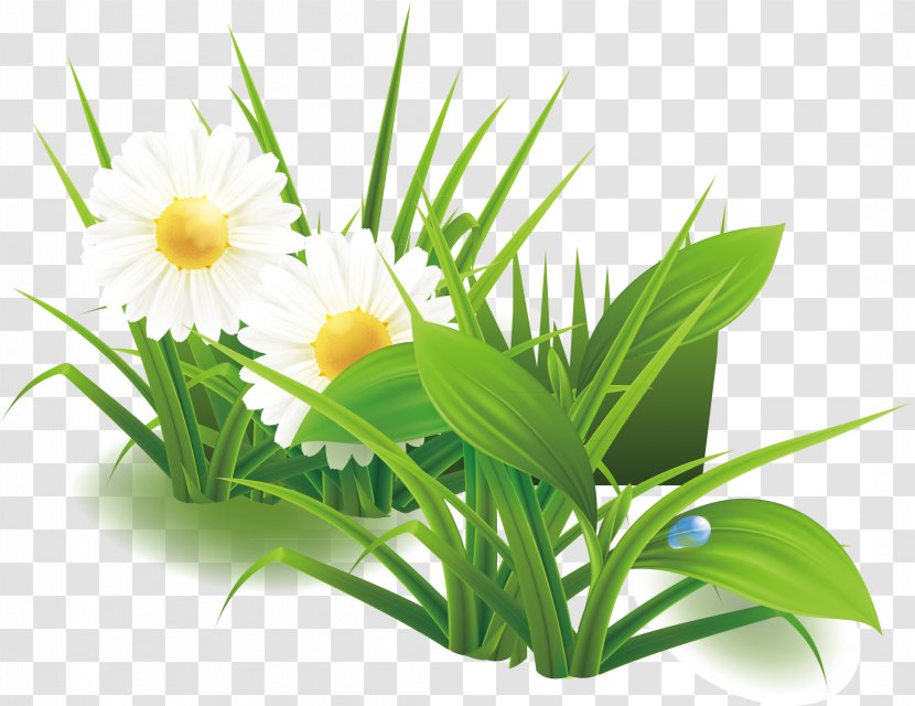 Green Lilium Flower - Herbalism - Flowers Wild Lily Modified Elements Transparent PNG