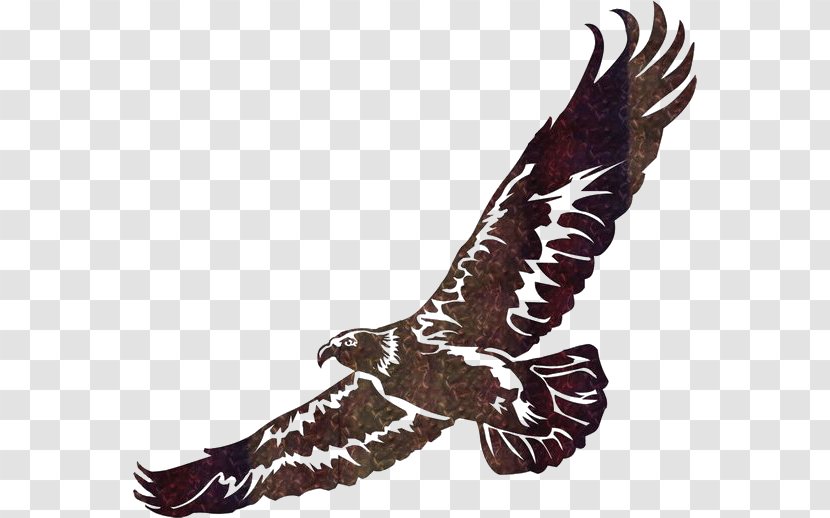 Wall Art Eagle Clip - Accipitriformes Transparent PNG