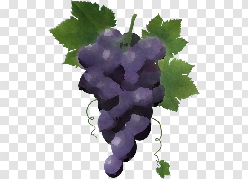 Grape Grape Leaves Grapevine Family Seedless Fruit Vitis Transparent PNG