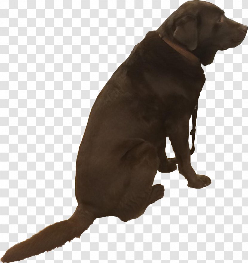 Labrador Retriever Puppy Leash Dog Breed - Companion Transparent PNG