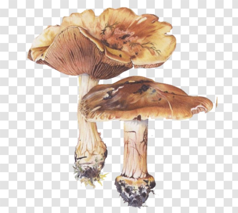 Edible Mushroom Fungus - Ingredient - Champignon Transparent PNG