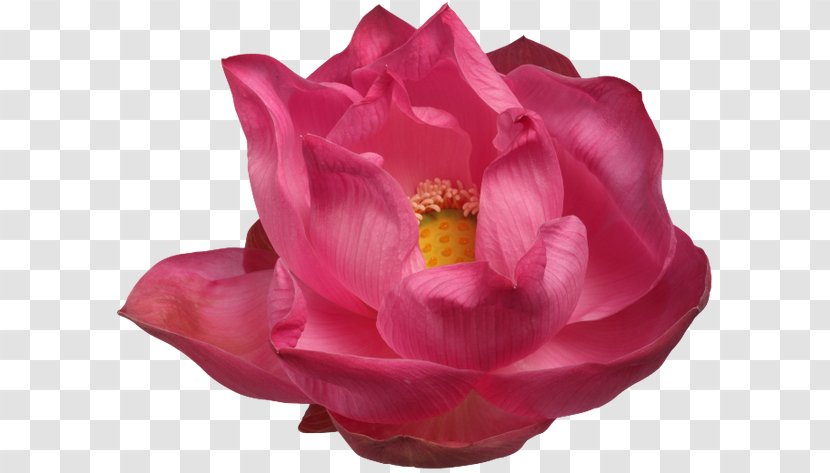 Garden Roses Image Cut Flowers - Cabbage Rose - Flower Transparent PNG