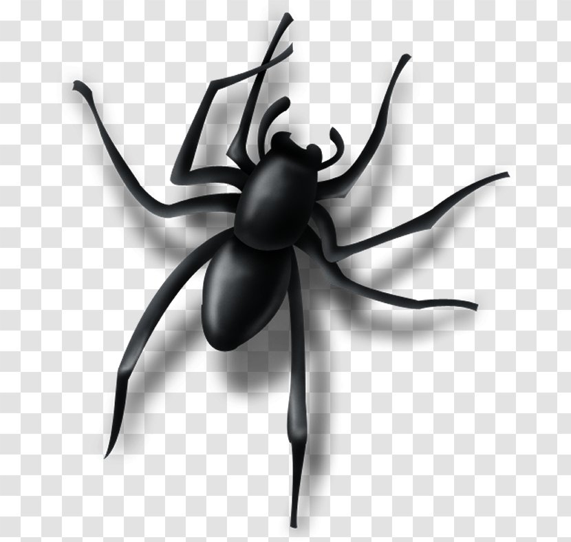 Spider Insect Pest Arachnid - Arthropod - LADY GAGA SPIDER Transparent PNG