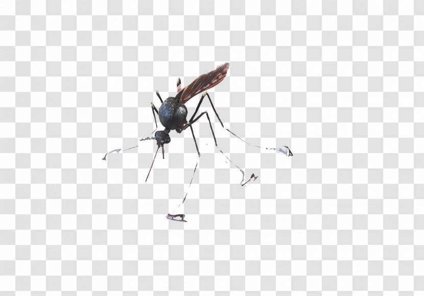 Insect Pest Pattern - Computer - Single Mosquito Transparent PNG
