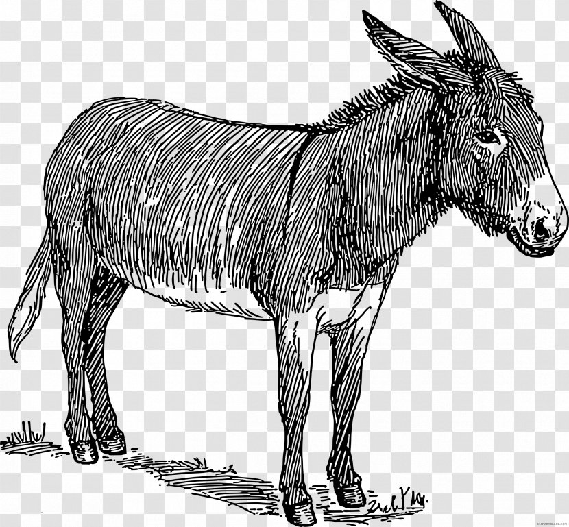 Donkey Drawing Line Art - Mustang Horse Transparent PNG