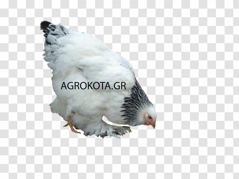 Australorp Bird Chicken As Food Poultry Breed - Feather - Hen Species Transparent PNG