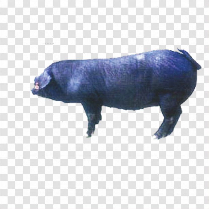 Meishan Pig Duroc Taihu Suzhou Sutai Enterprise Co., Ltd. Landrace Transparent PNG