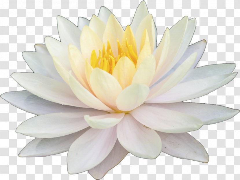 Nelumbonaceae Aquatic Plants Artificial Flower Petal Nelumbo Nucifera - Flowering Plant - White Lotus Transparent PNG