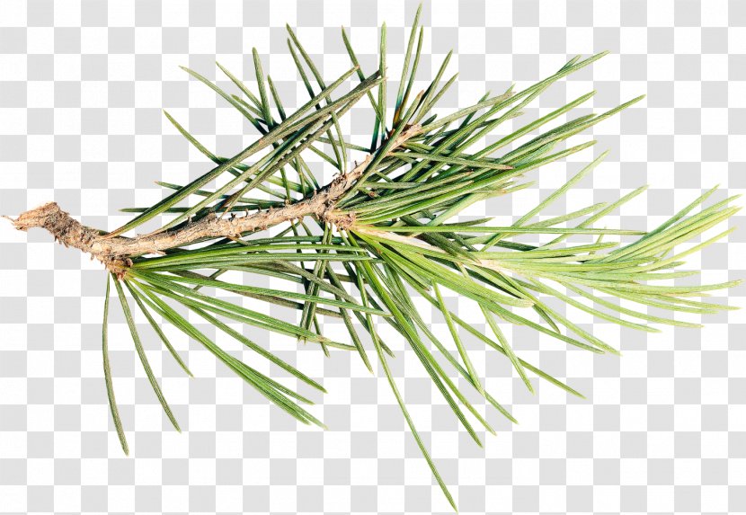 Pine Spruce Fir Tree Branch - Larch - Cone Transparent PNG