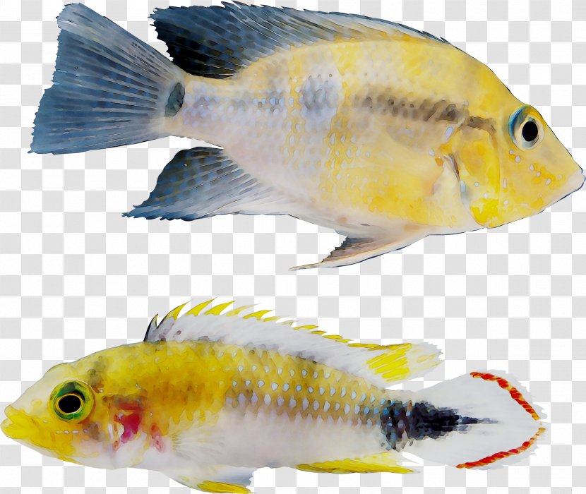 Goldfish Feeder Fish Freshwater Aquarium - Marine Biology - Bonyfish Transparent PNG