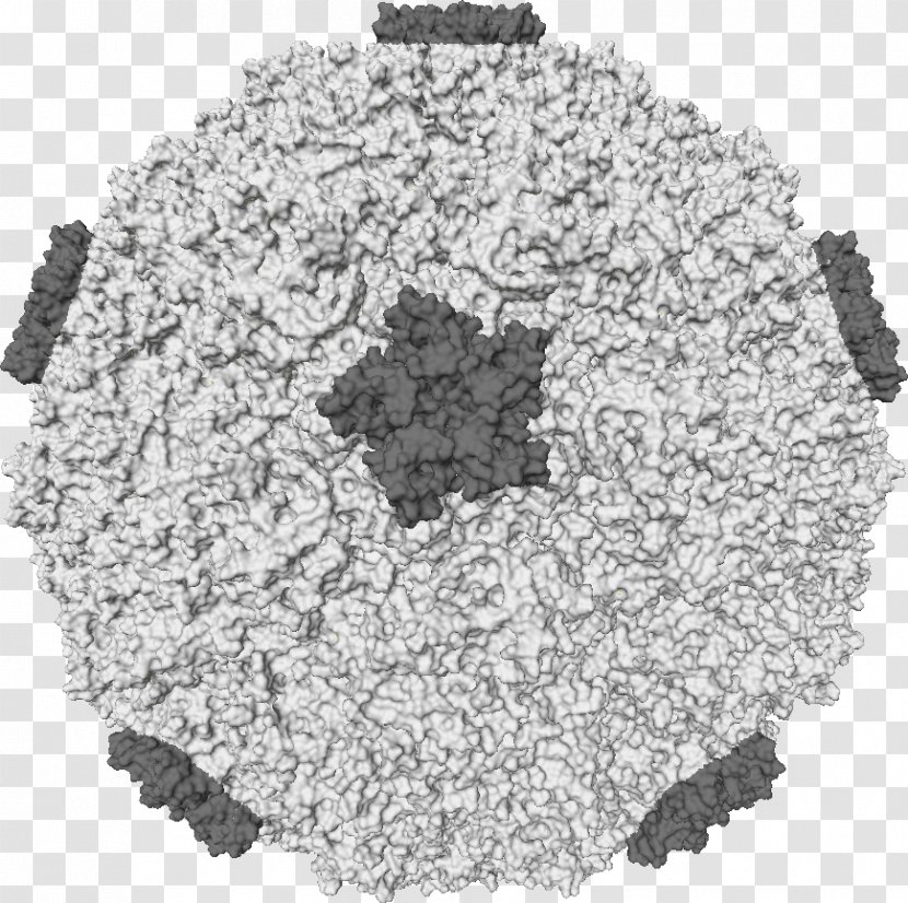 Rhinovirus Common Cold Infection Picornavirus - Host - Flu Transparent PNG