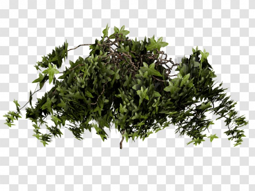 Poison Ivy Texture Mapping Plant - Branch Transparent PNG