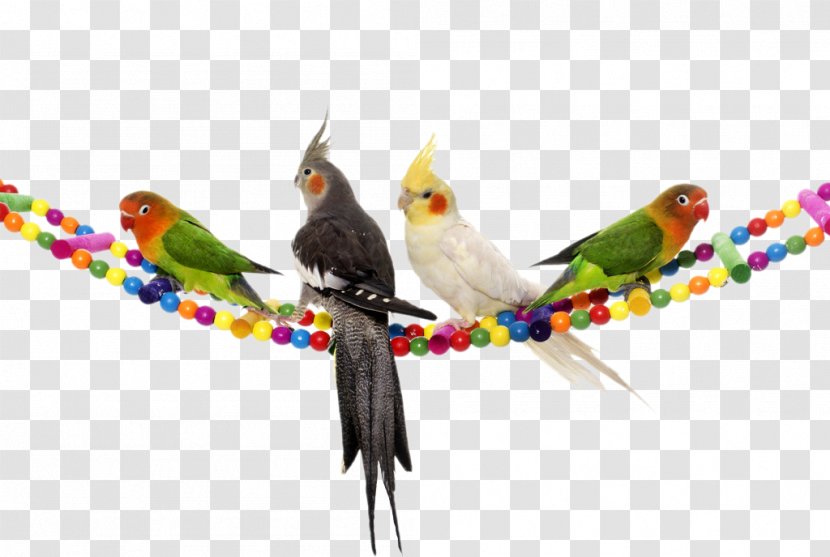 Cockatiel Lovebird Budgerigar Cockatoo - Nest Box - Parrot Transparent PNG