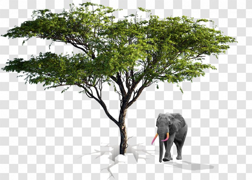 Tree Architecture Drawing Stock Photography Acacia - African Transparent PNG