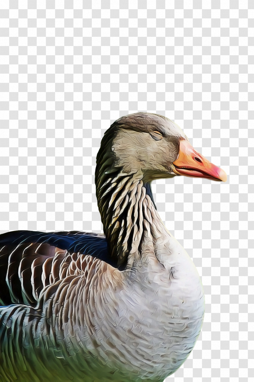 Goose Wild Animal Transparent PNG