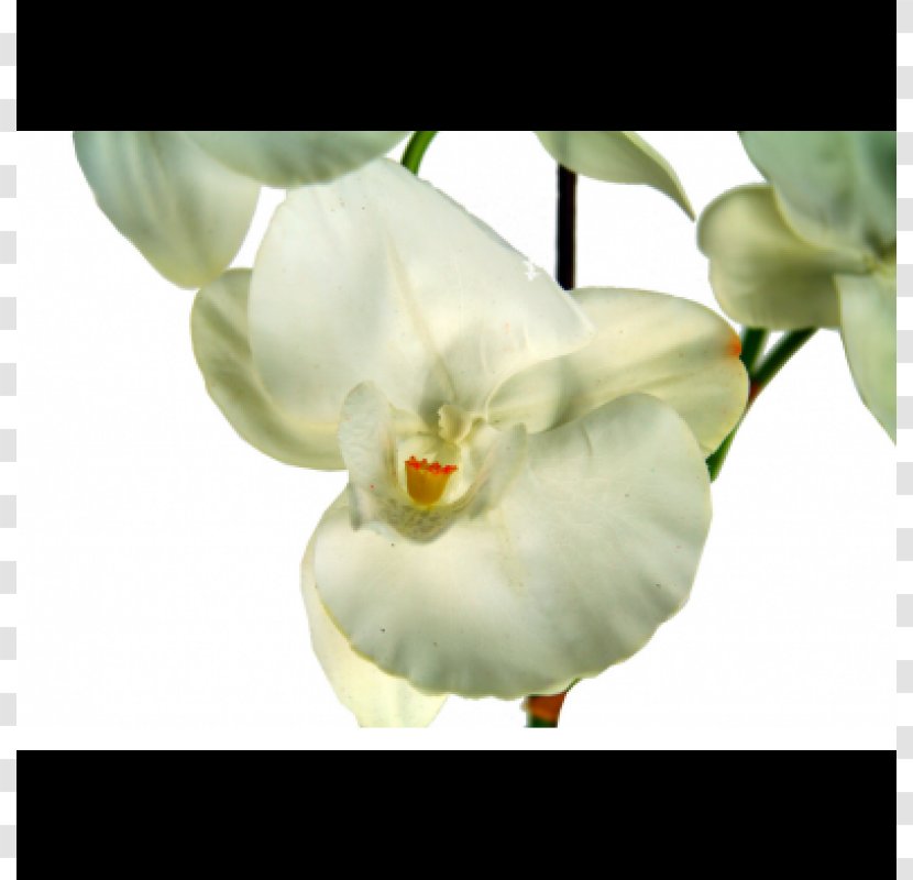 Moth Orchids Flowerpot - Orchid - Orquideas Transparent PNG