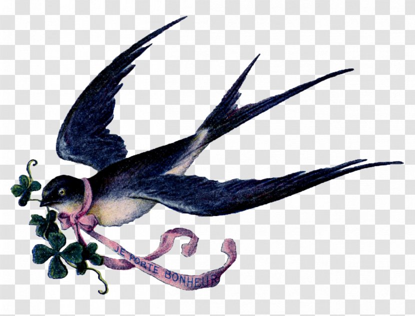 Bird Swallow Clip Art Gulls Image - Fauna Transparent PNG