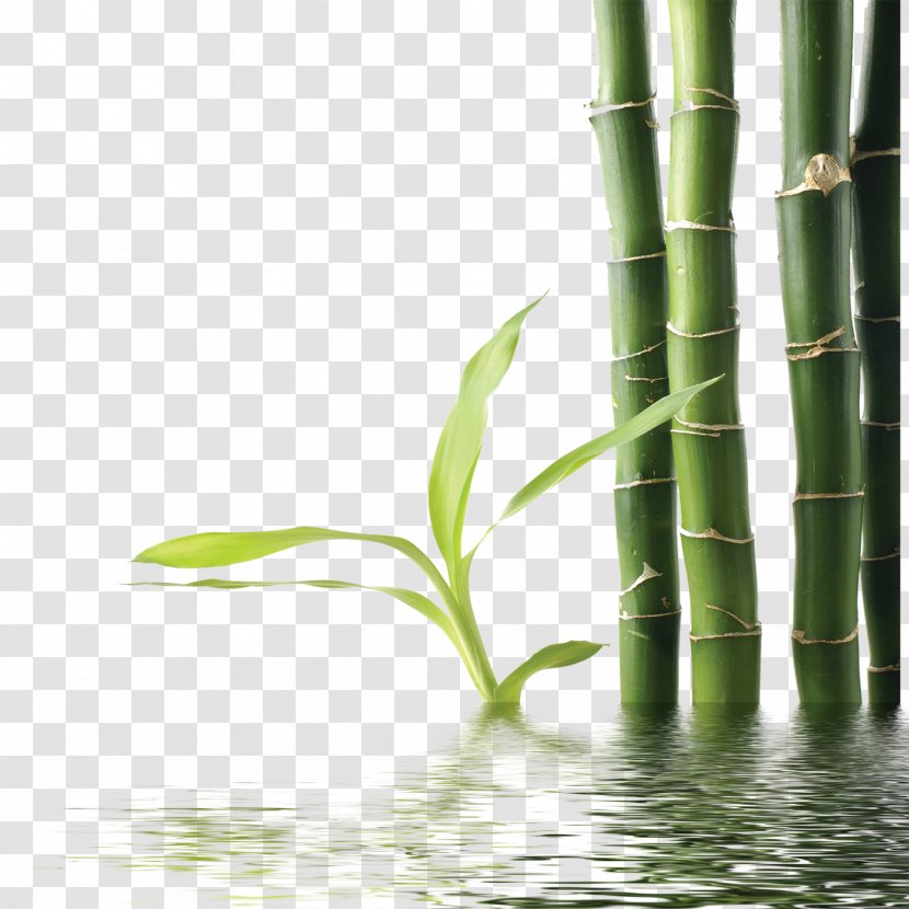 Bamboo Green Download - Interior Design Transparent PNG