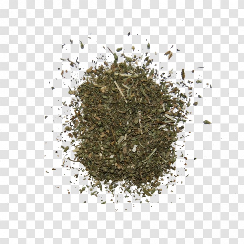 Catnip Cockroach Herb Lamiaceae - Cat Transparent PNG