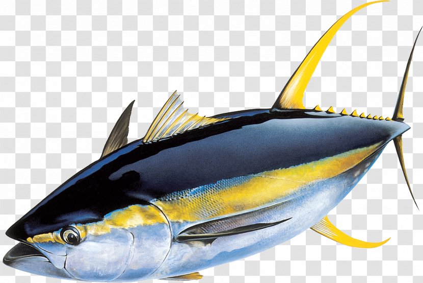 Yellowfin Tuna Atlantic Bluefin Skipjack Fishing - Seafood - Fish Transparent PNG
