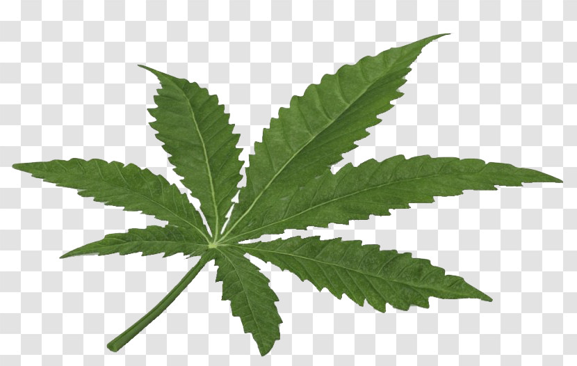 Weed Transparent PNG